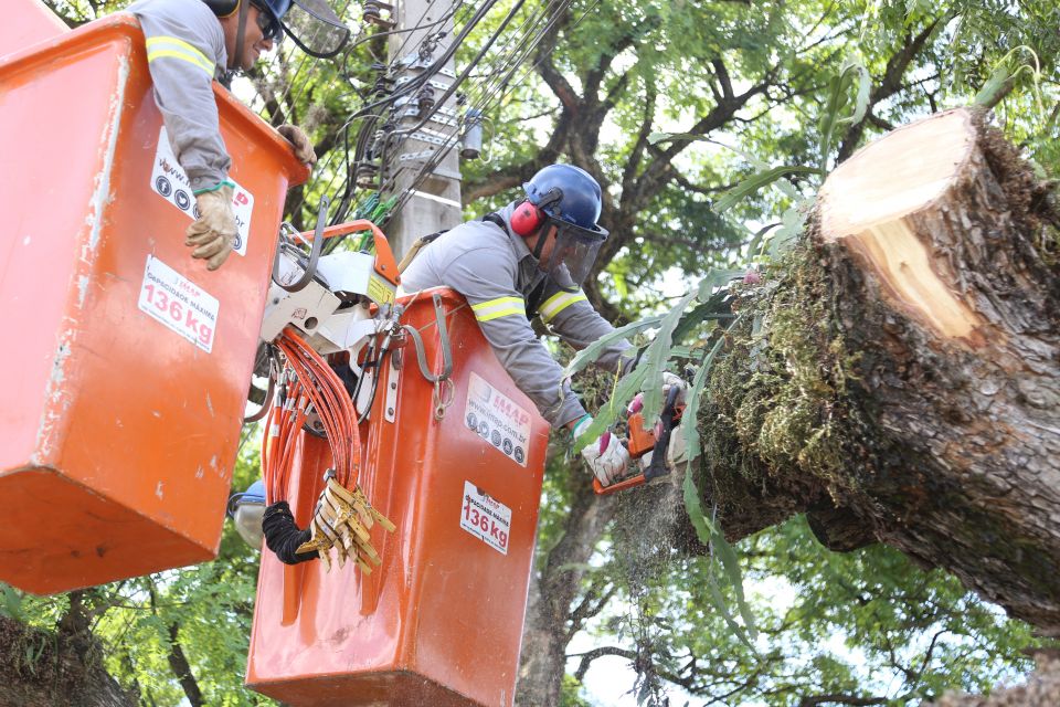 Com mais de 12 mil serviços executados e 2,3 mil plantios, Prefeitura reforça cuidado com arborização