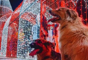 Prefeitura de Maringá promove momento especial para pets no túnel de luz nesta terça-feira