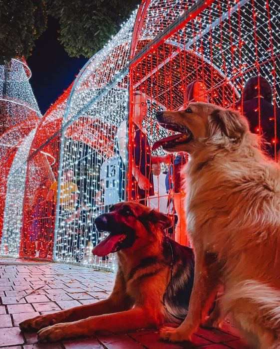 Prefeitura de Maringá promove momento especial para pets no túnel de luz nesta terça-feira